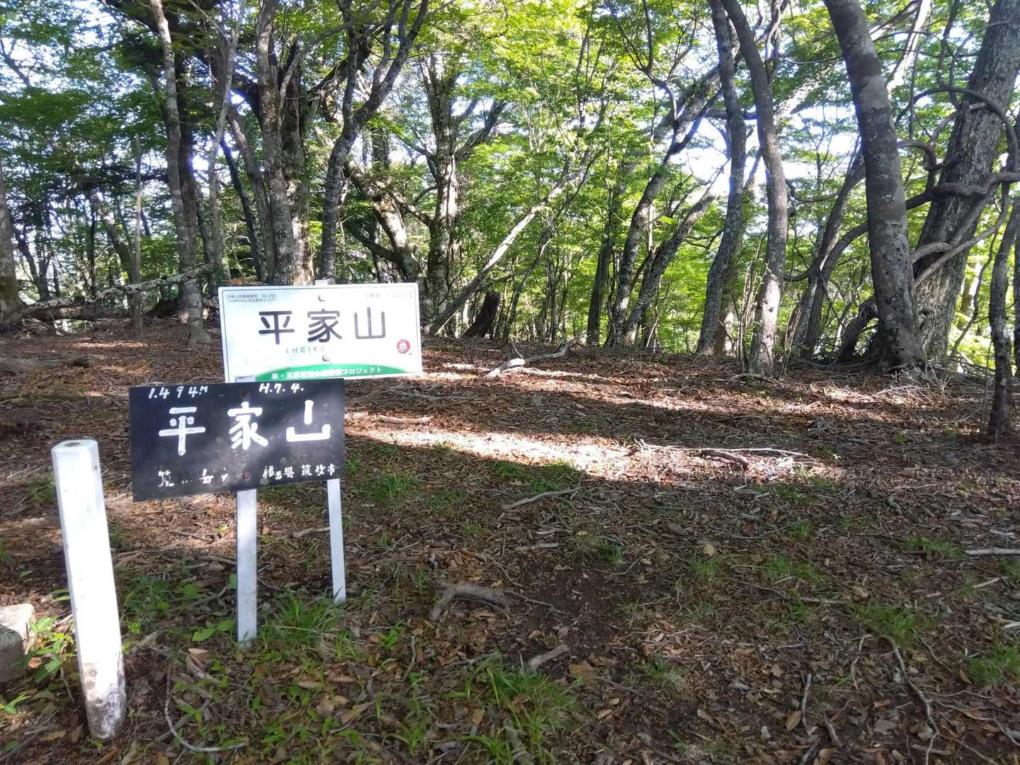 急登を登り切ると平家山頂上。
やさしいブナの尾根に出ました。