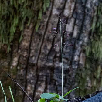 本殿脇の建物の屋根に咲いていたハゼラン（爆蘭）
３時頃から花が咲くことから三時花という別名があるそうです
相方が見つけパチリ