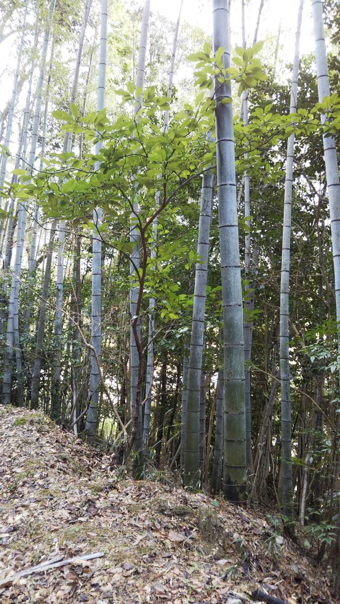 あちこちに 竹林 有り