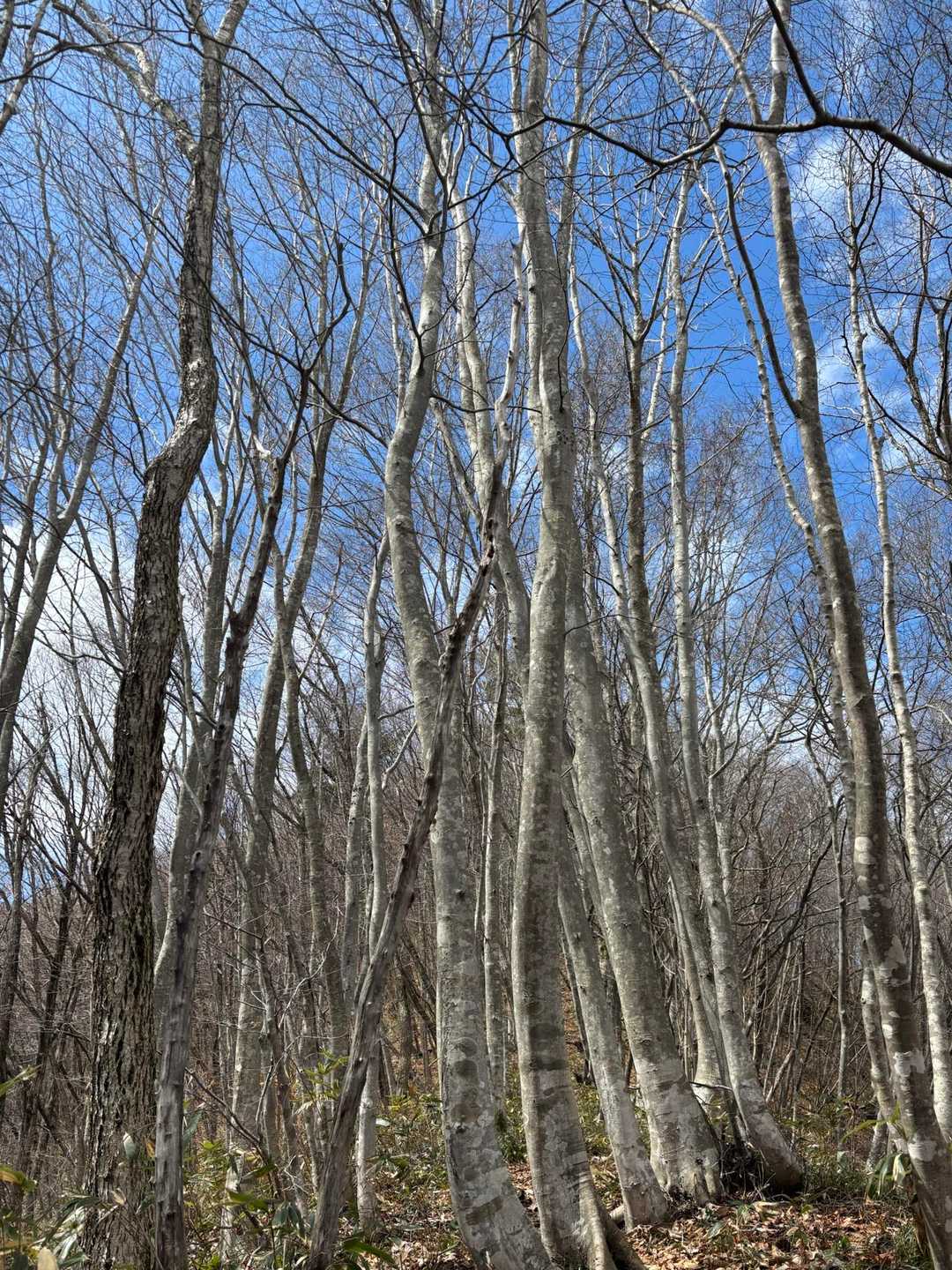 ブナと青空🎶