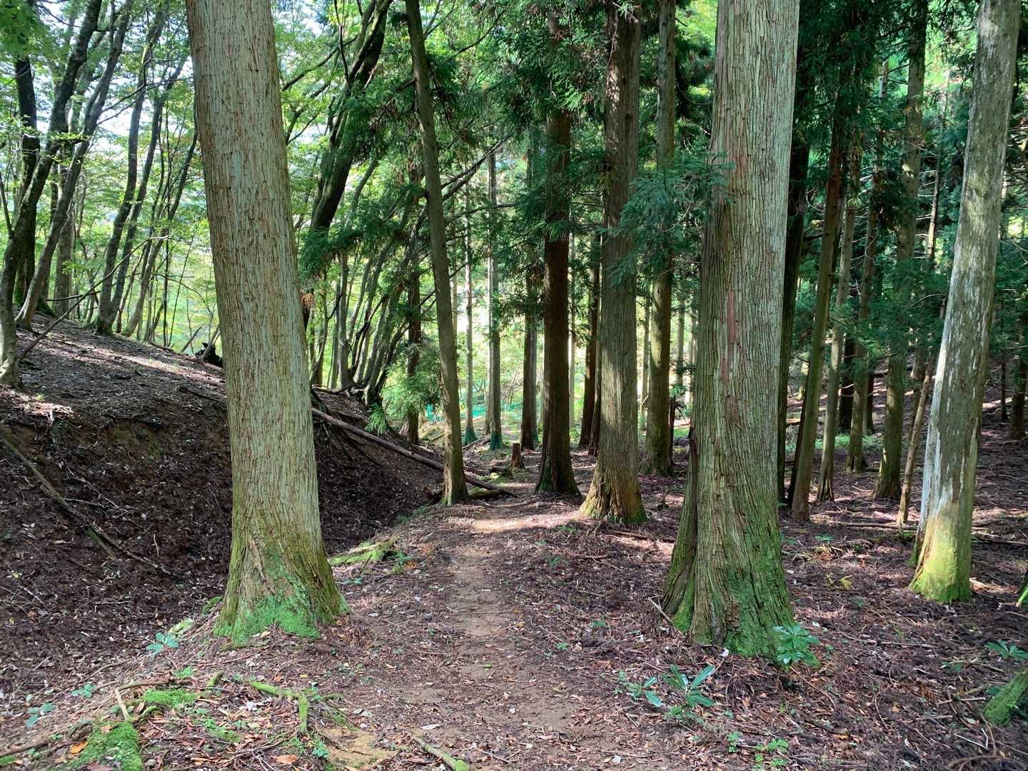 鍋尻山登山口-鍋尻山-岳の畑 往復コースの写真