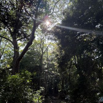 太陽の光が嬉しい☀️