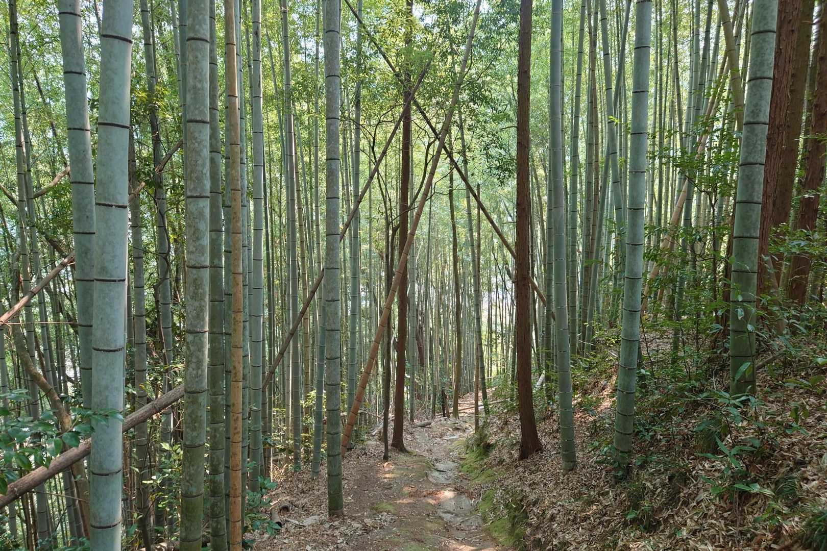竹林が現れると登山口は近い
