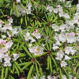 神応寺境内シャクナゲ