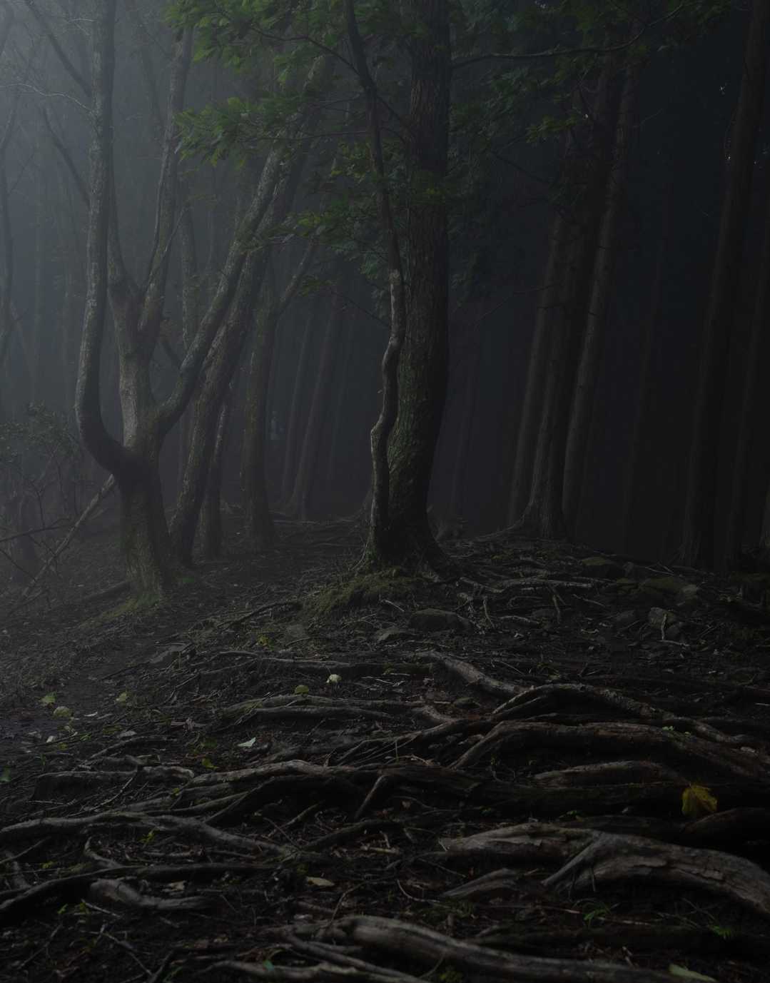東山尾根コースの写真