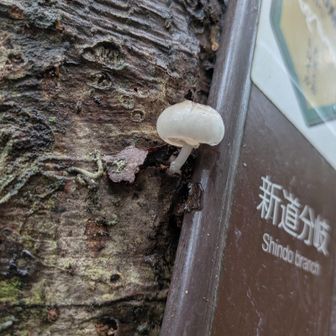 新道分岐。
新鮮そうなキノコ発見