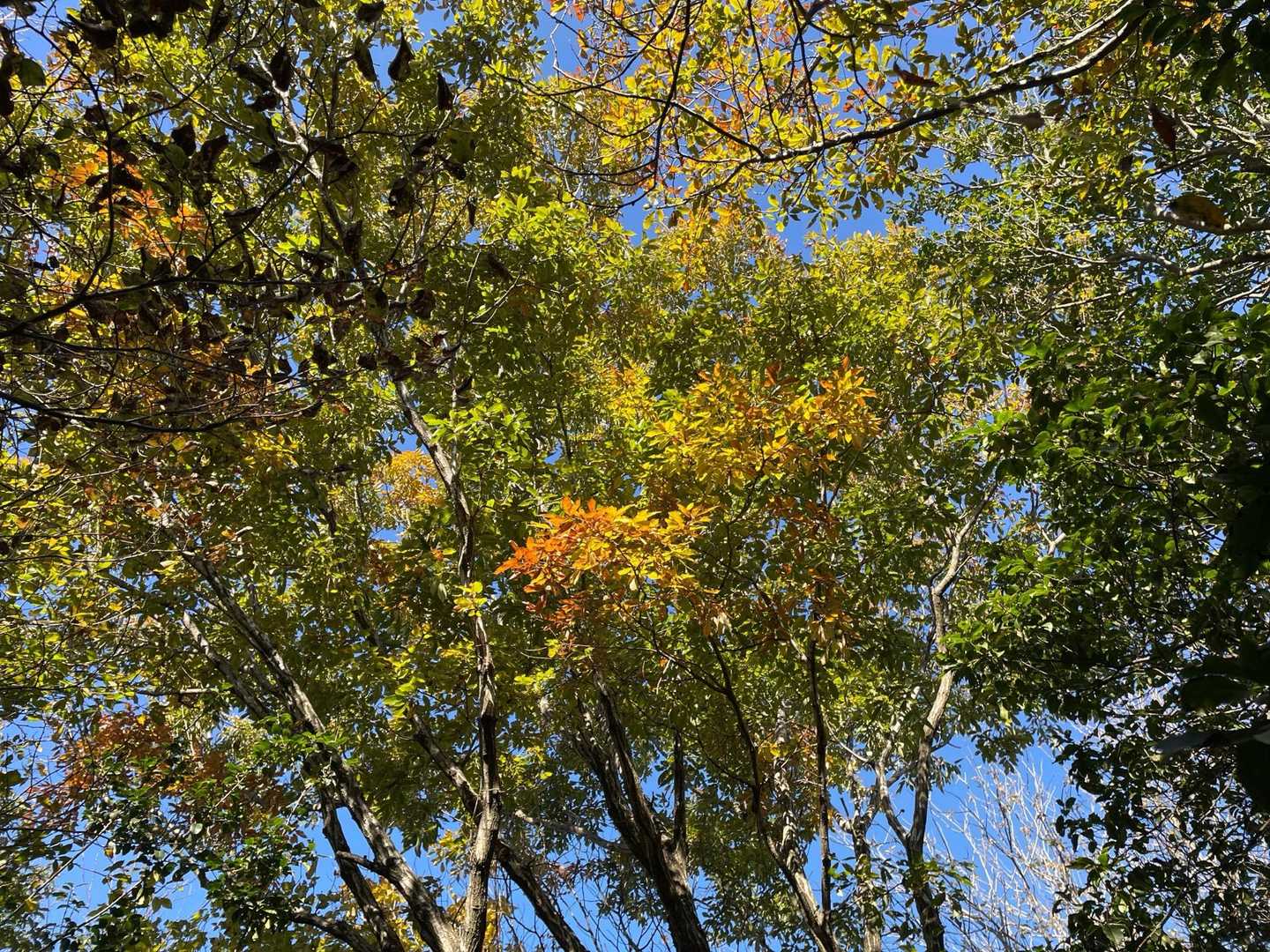 青空と少しの黄葉🟡🍁