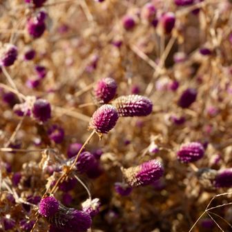 ドライフラワーになってました