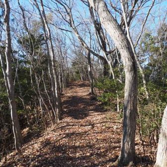照葉樹が少ないと明るい🤗