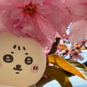 もふこ