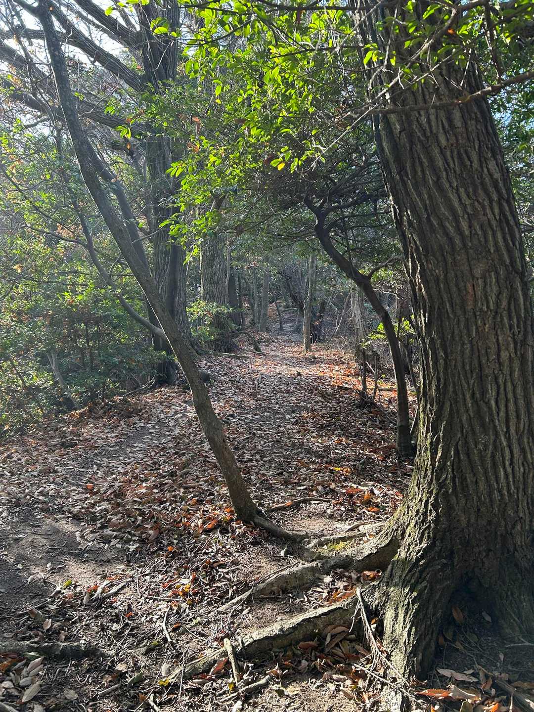 登山道、良き🙆‍♀️