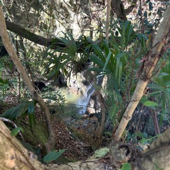 向かいに滝(道路脇、上から覗いてます)