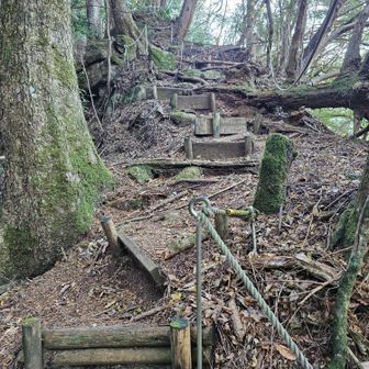 里見峠への登りは急坂ですが、階段がよく整備され、調子よく登れました。