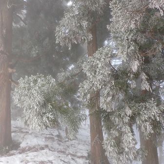 杉の葉に雪
どことなくクリスマスの雰囲気があった
