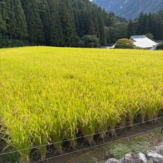 雨続きで米はまだ狩られてないところも