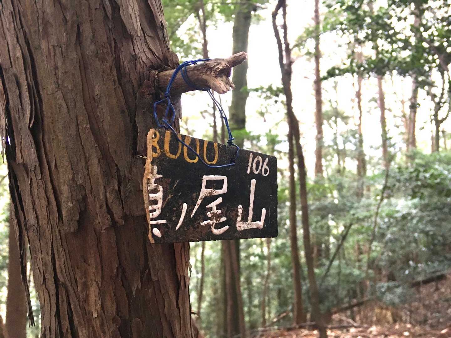 やっと槇ノ尾山ピークハント
成功🙌
Aっちが見つけてくれた🙇‍♀️ｻﾝｷｭｰ