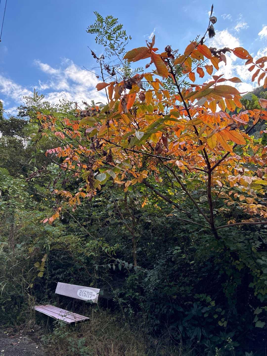 色づき始めです🍁