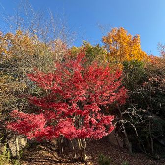 紅葉と黄葉と青空