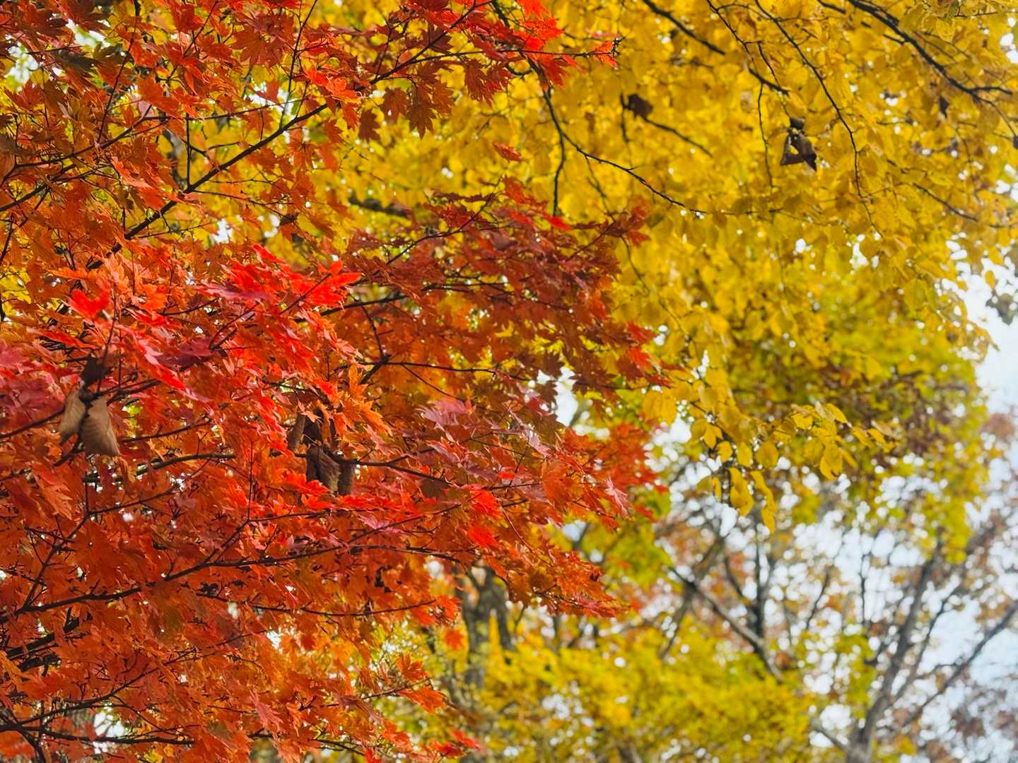 絶好の紅葉狩り日和🍁