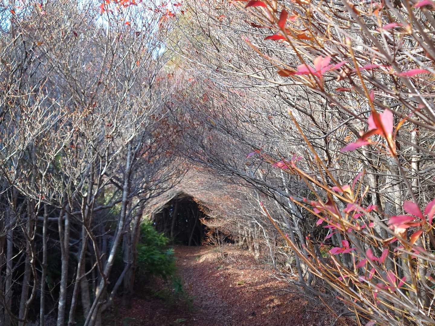 観音岳 往復コースの写真