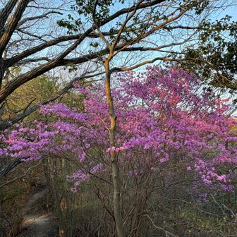 この星田連山はミツバツツジと椿がいっぱい咲いてました🌸🌺