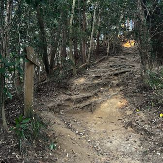 天神さまの径
急で😱段差の大きい所や根っこが、、、犬も足がすくみます😅怖々　下りて振り返ってみた😩