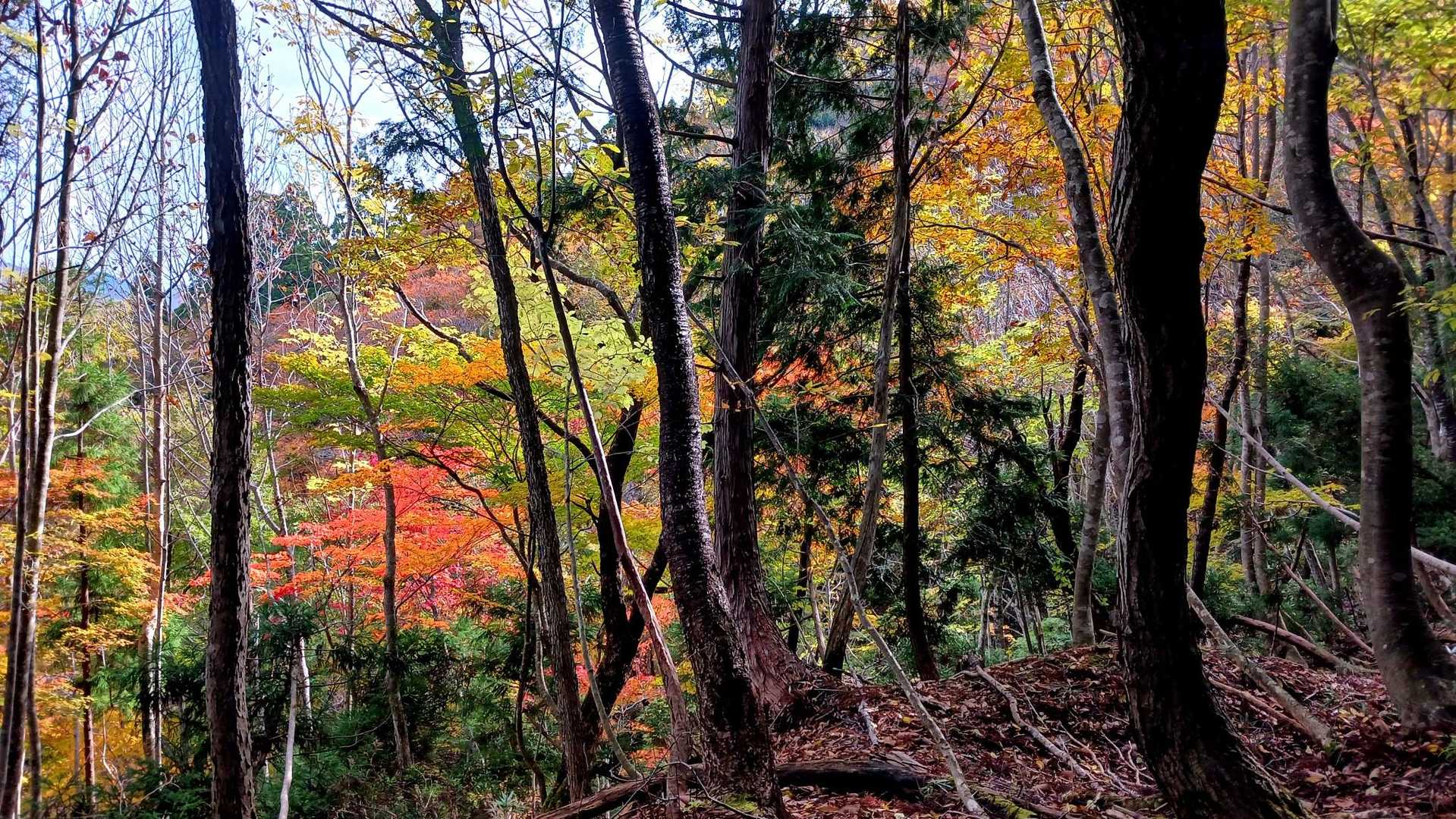 植林も有りましたが自然林も多く 結構紅葉してました🍁