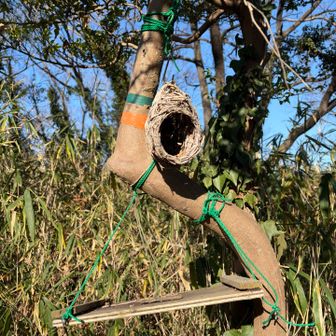 小学校の木に鳥の巣箱が括り付けてあったのを思い出した