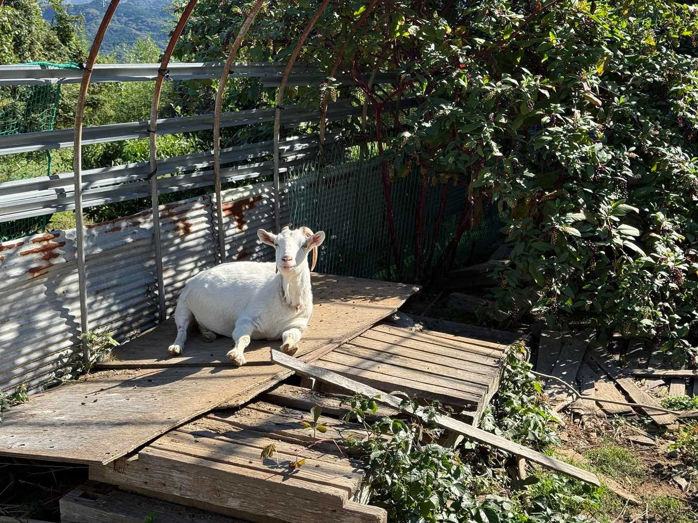 メイちゃ〜ん😆
また、来たよー♪♪