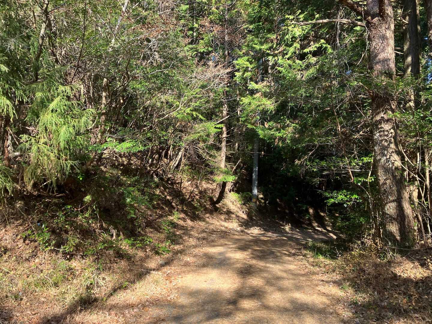 下りは舗装路です
松や杉ヒノキの中を歩きます🌳