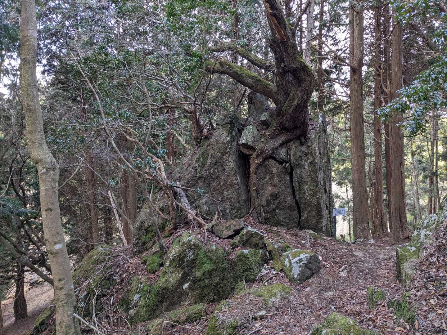 ド根性の木は枯れてますが隣にアセビが根を張ってます
ですのでド根性アセビと呼びましょう😅💦