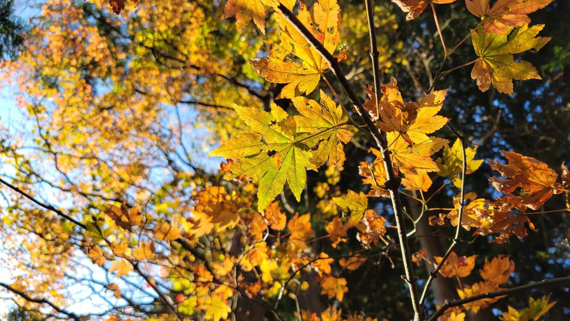 黄色の紅葉🟨