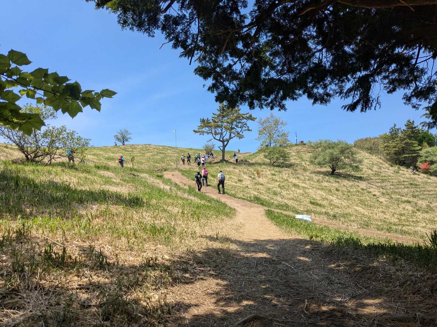 ツツジの前にまずは山頂へ
高原のような葛城山の山頂すごく好きです
