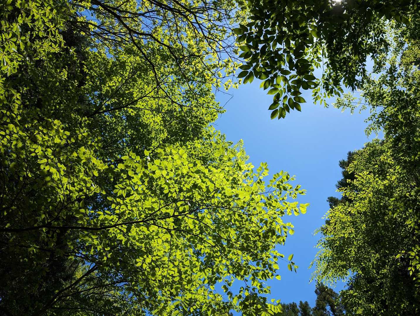 高丸山登山口-三つ尾の峠-高丸山 周回コースの写真