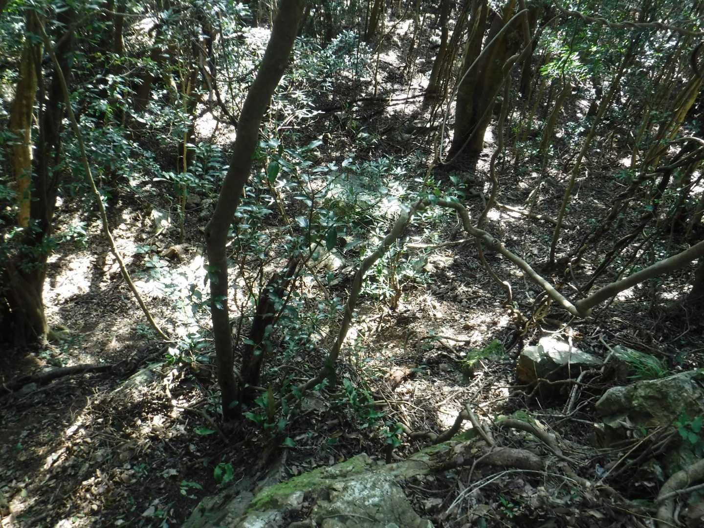 写真では伝わらない臨場感😅登山道少し反れると大きくえぐれた斜面、露天掘り跡です、資料に書いてあったけど、大々的に掘っていたんだ。