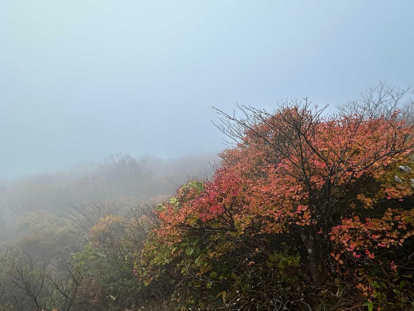🍁紅葉は良い感じに