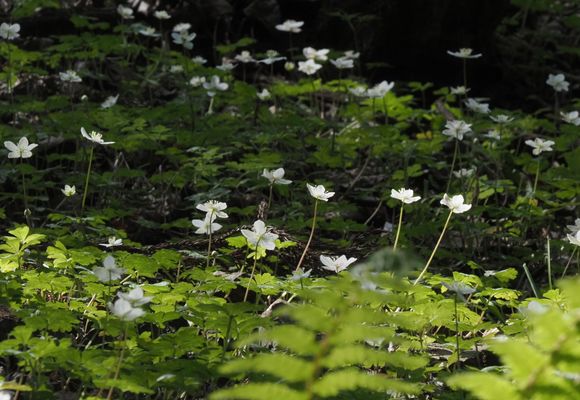 草戸山（東京・神奈川・364m）| 登山ルート・天気 | YAMAP / ヤマップ