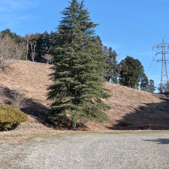 🎄飾りつけしたらお似合いのモミの木かな🤗