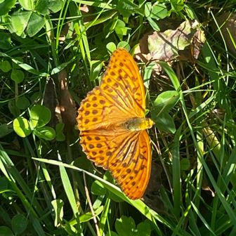 ヒョウモン、表がこうで…