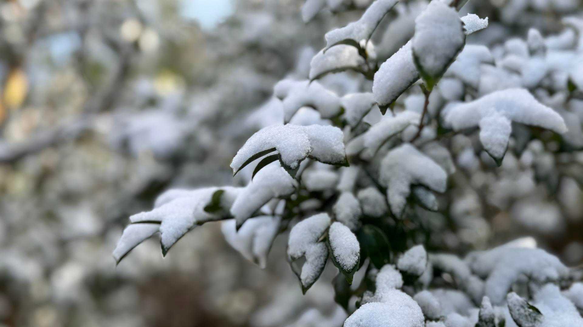 ５号目過ぎると…木々に❄️雪が積もってます♪