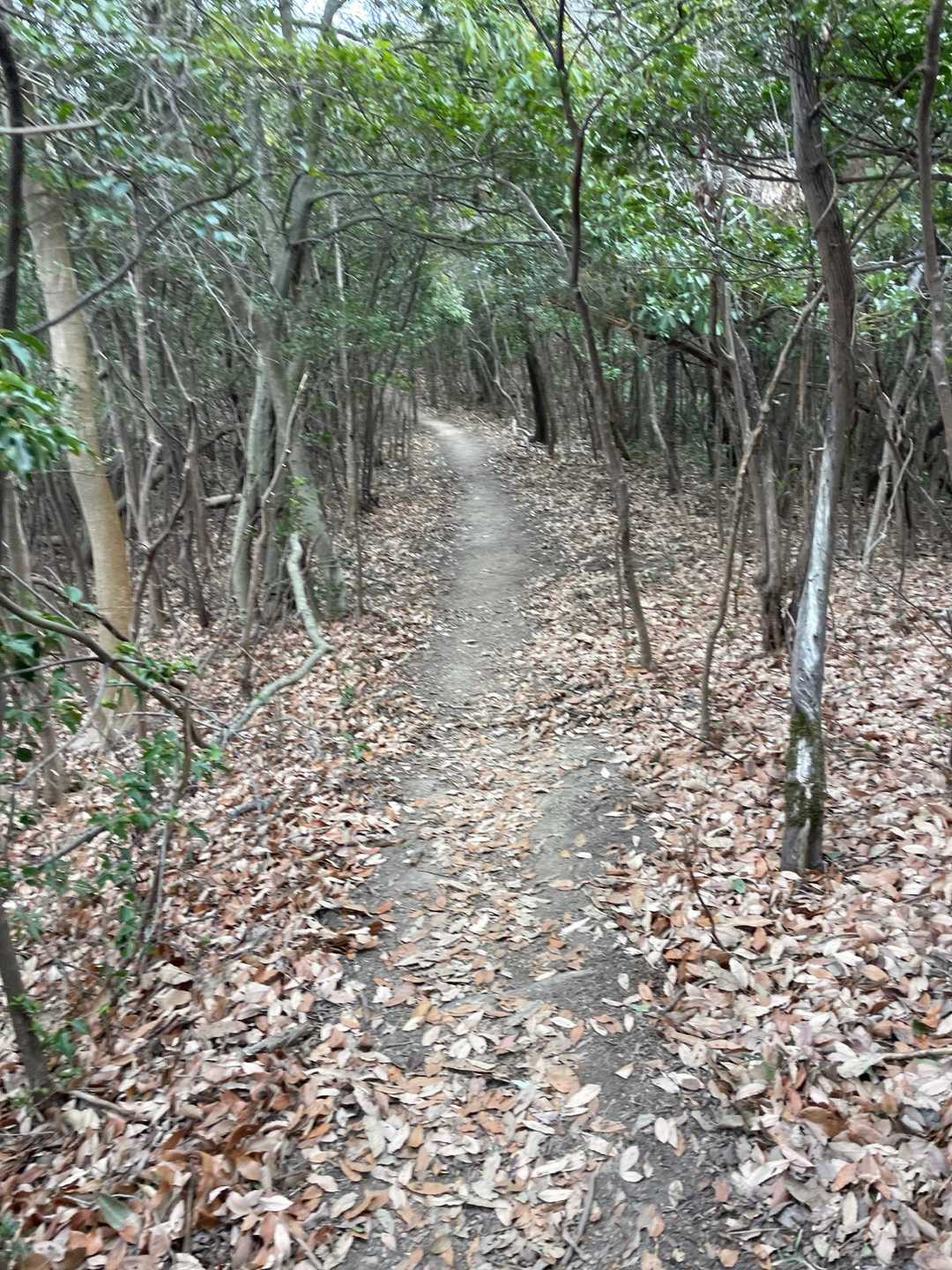 なだらかで歩き易い登山道😊