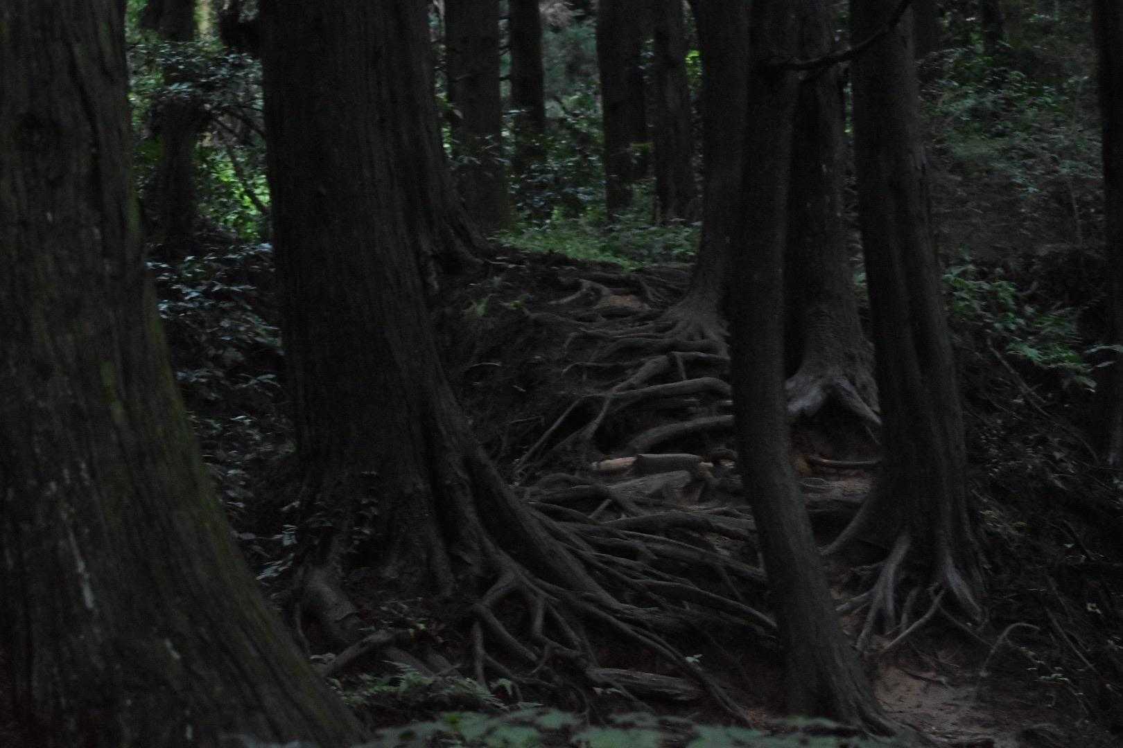 木の根っ子っぽい道が続く。