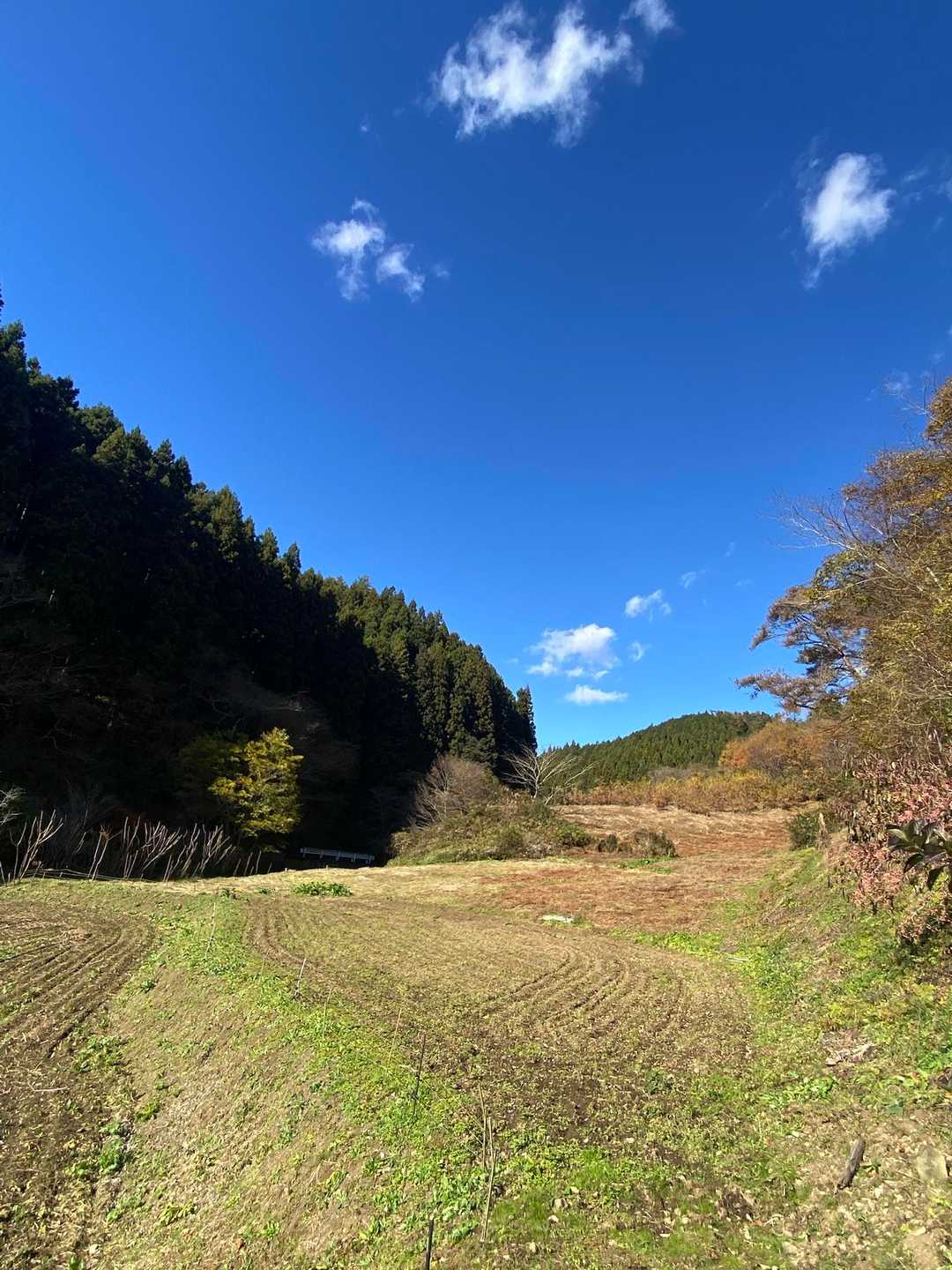 のどかな風景