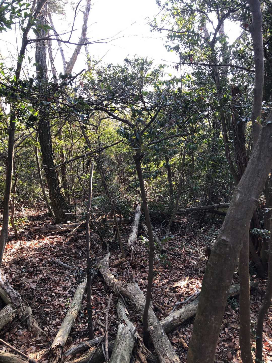 南阿部山⛰到着‼️倒木だらけ😱