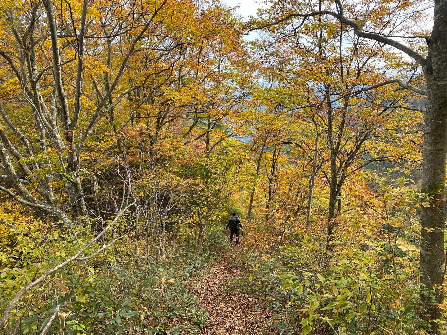 紅葉を眺めながら一歩一歩
落ち葉🍂で滑る足元に注意してゆっくり下山します。