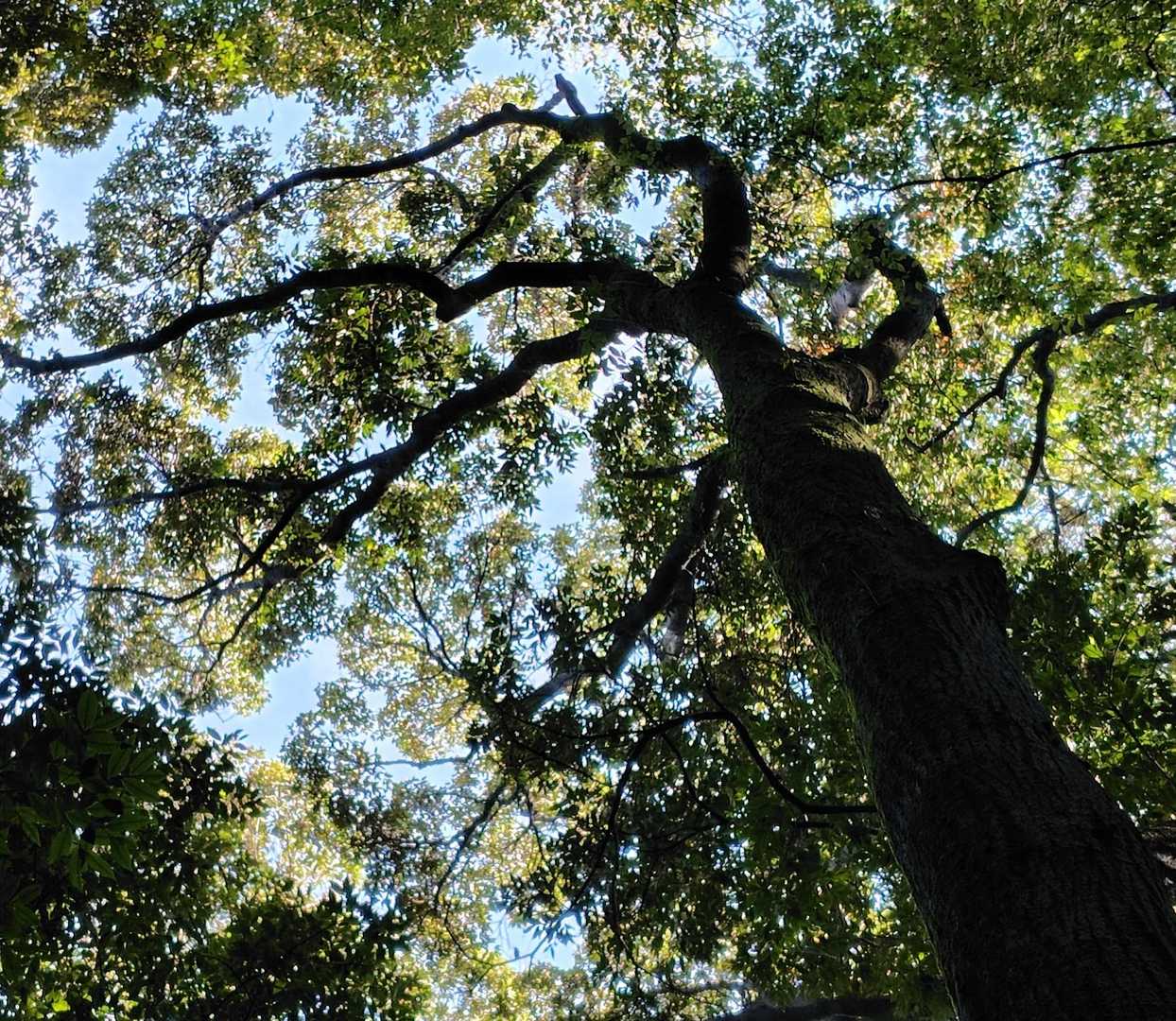 樹冠の譲りあい
かっこいい樹形🌳