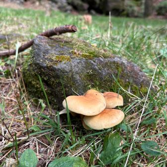 🍄‍🟫