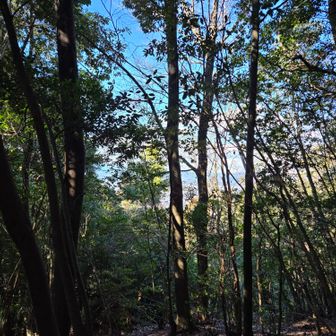 木々の間から京都の街が見える