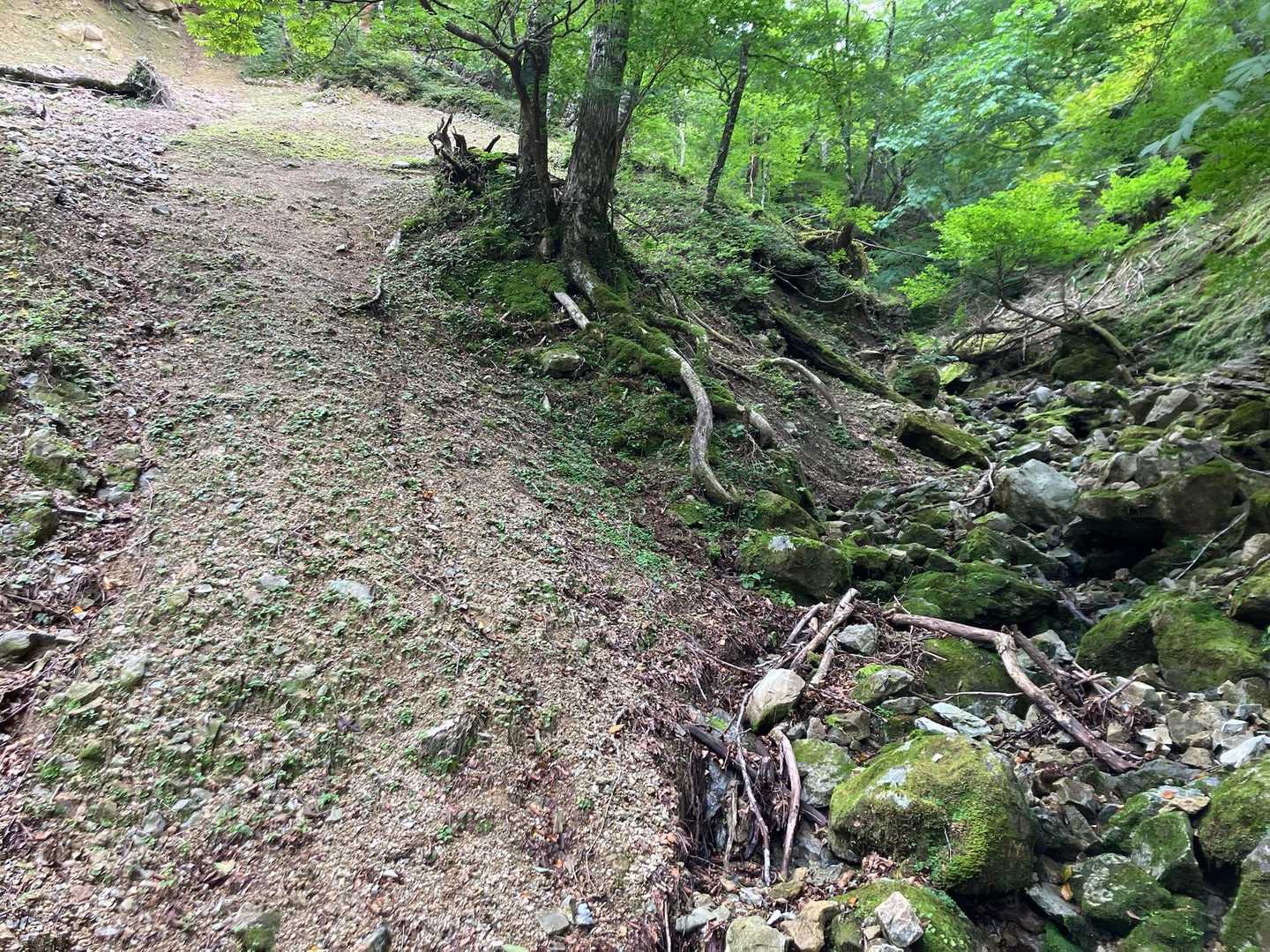 分岐を右の沢へ⤴️
こっちは支流っぽい