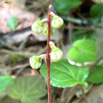 イチヤクソウはまだ蕾。沢山あった。
